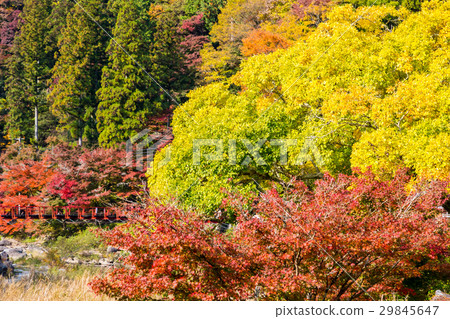 Autumn leaves of Konami River 29845647