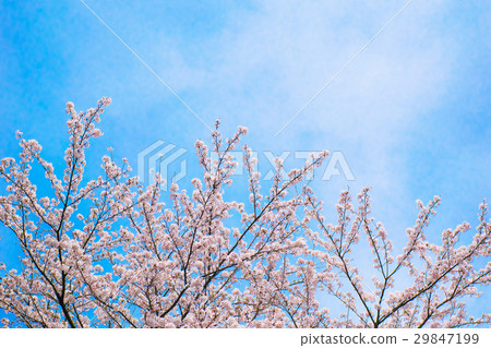 Blue sky and cherry blossoms 29847199