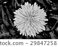  Dandelion 29847258