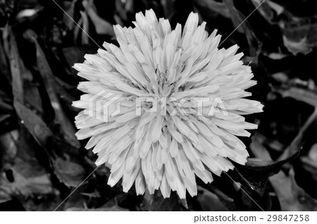 Dandelion Dandelion 29847258