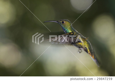 Hibara Emerald Hummingbird Hibara Emerald Hummingbird 29847259