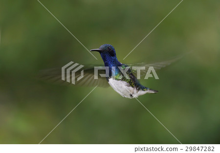 Scallop Elli Hyderly 29847282