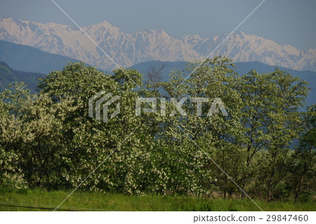 False Acacia and the North Alps (Harienju) False Acacia and the North Alps (Harienju) 29847460