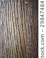 For wood tree skin up photo material 29847484