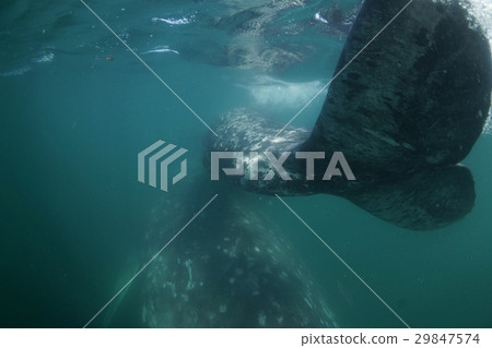 Gray Whale 29847574