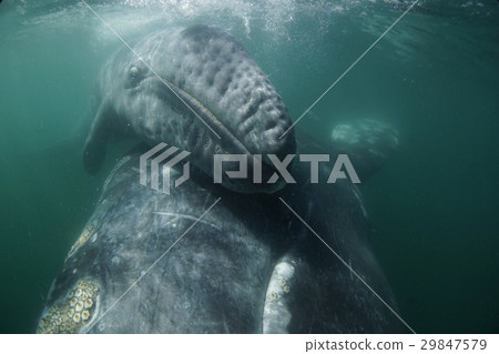 Gray Whale 29847579
