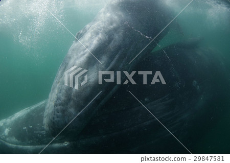 Gray Whale 29847581