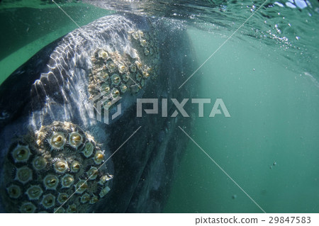 灰鯨 灰鯨 29847583