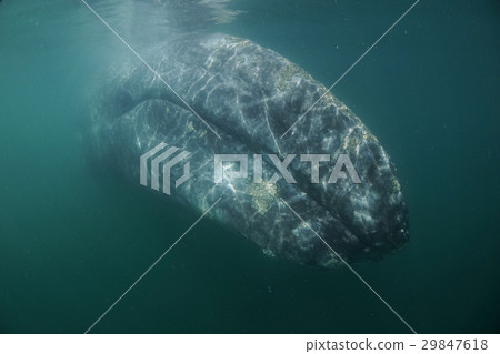 灰鯨 灰鯨 29847618