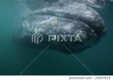 灰鯨 灰鯨 29847619