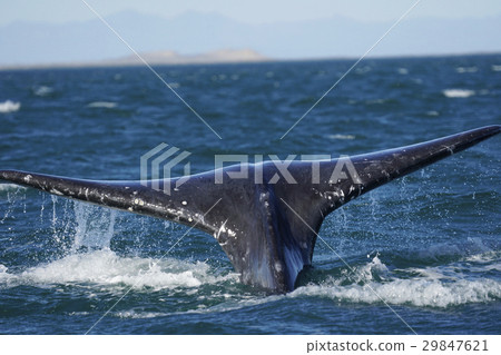 Gray Whale Gray Whale 29847621