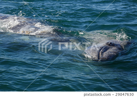 Gray Whale Gray Whale 29847630