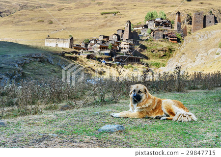 Caucasian Shepherd Dog near village Dartlo Georgia Caucasian Shepherd Dog near village Dartlo Georgia 29847715