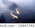 Carp koi nishikigoi park 29847748