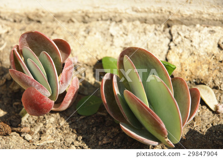 Succulent plants 29847904