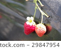 Strawberry strawberry strawberry picking 29847954
