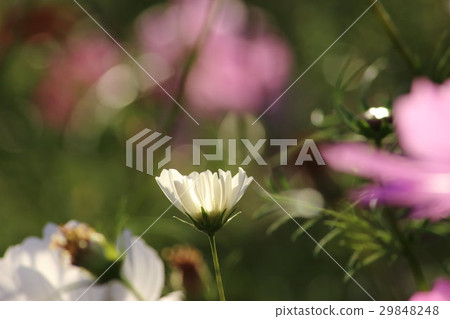 Cosmos (sensation) Part 77. Cosmos flower Cosmos (sensation) Part 77. Cosmos flower 29848248