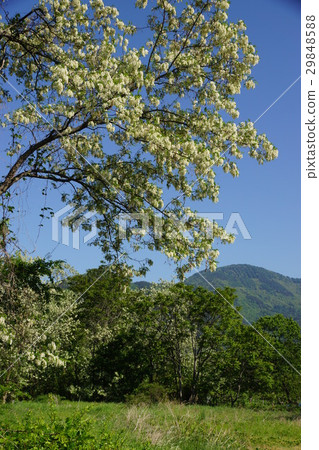 Fake Acacia (Harienju) Fake Acacia (Harienju) 29848588