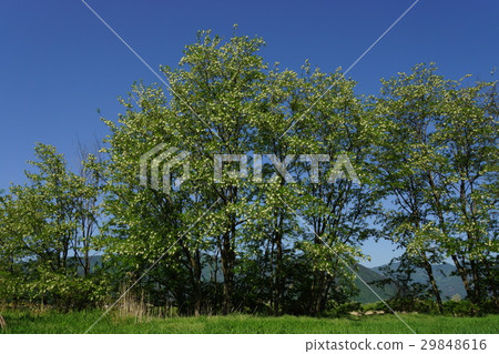 假相思（Harienju） 29848616