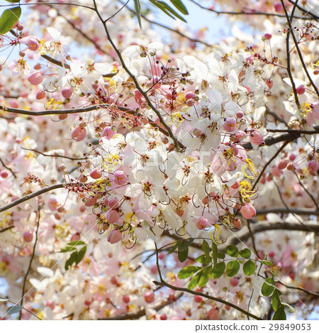 Spring Blossom with Pink Cassias. 29849053