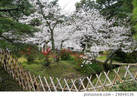 高松市,櫻花和松樹林公園 高松市,櫻花和松樹林公園 29849136