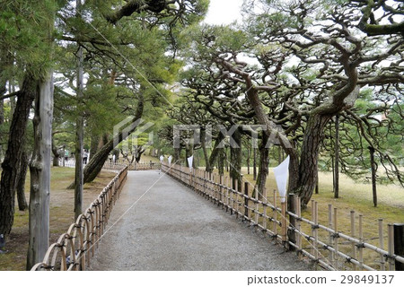 高松市,栗林公園的松樹是美妙的 高松市,栗林公園的松樹是美妙的 29849137