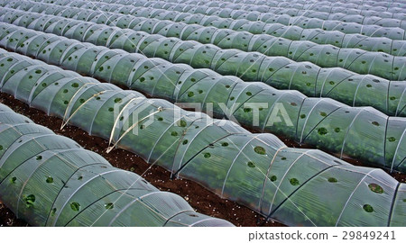 蔬菜隧道栽培 29849241