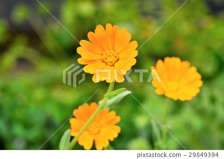 姬參 姬參 29849394