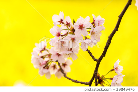 Rape blossoms and cherry blossoms 29849476