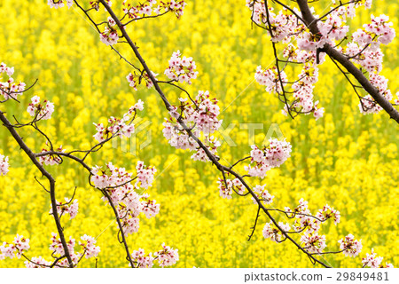 強姦花朵和櫻花 29849481