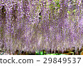 Senju Farmer Fuji's Flower Usa City 29849537