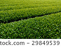 Senju Farms Usaga Usa 29849539
