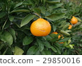 Orange  29850016