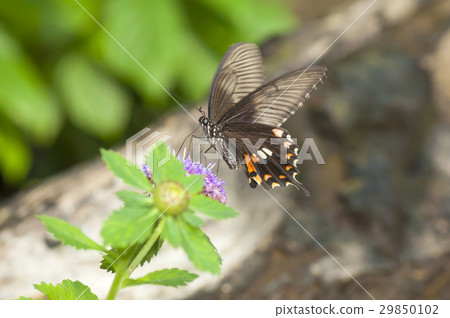 White-winged Papilio 29850102