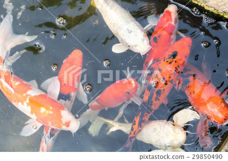 Blur koi fish swimming in water 29850490