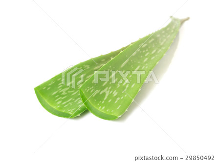 Closeup fresh aloe vera  on white background 29850492