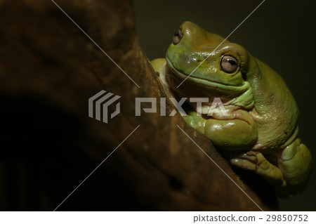 Smiling Frog Smiling Frog 29850752
