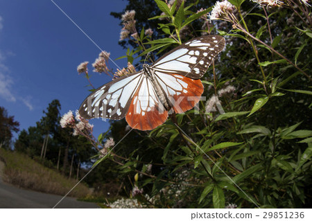 Asagi madara 29851236