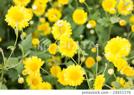 chrysanthemum flower in the garden. 29851576