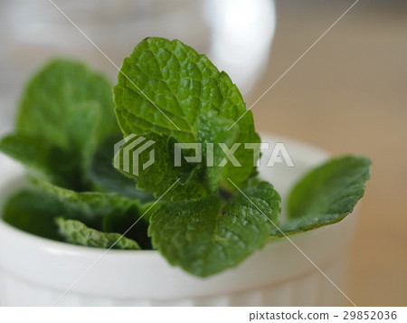 Spearmint in April Spearmint in April 29852036