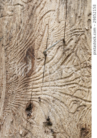 The bark beetle tunnels 29852158