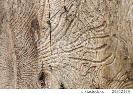 The bark beetle tunnels 29852159