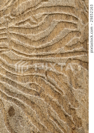 The bark beetle tunnels 29852163