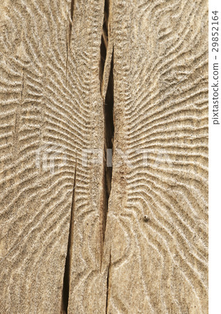 The bark beetle tunnels 29852164