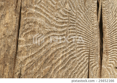 The bark beetle tunnels 29852166