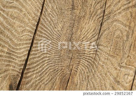 The bark beetle tunnels The bark beetle tunnels 29852167