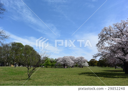 Shinozaki Park 29852248