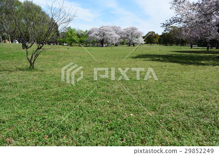 Shinozaki Park 29852249