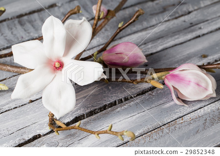 flowers magnolia on wood table. Magnolia stellata 29852348