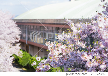 春天的學校 春天的學校 29852392